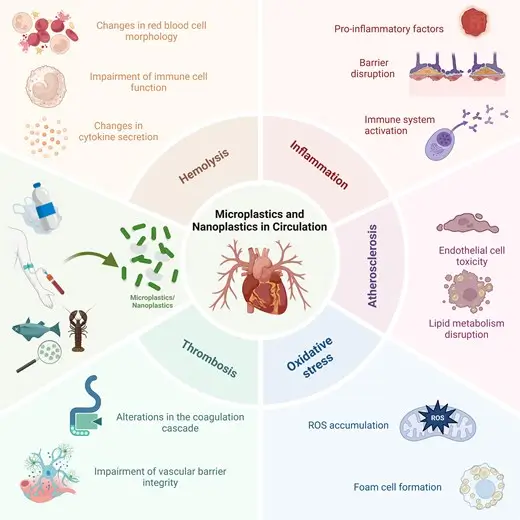 Tiny trouble microplastics nanoplastics and their heartfelt impact on cardiovascular health - image