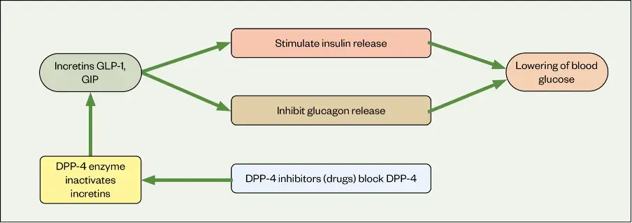 Mechanisms by which GLP-1 analogues exert beneficial effects