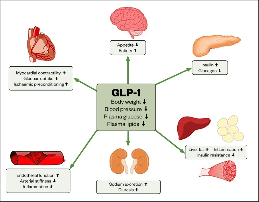 The effects of glucagon-like peptide in human physiology